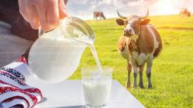 За I полугодие производство товарного молока выросло почти на 5%